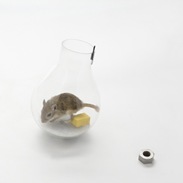mouse-in-a-lightbulb_sq