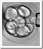 embryoPA110107_228x265