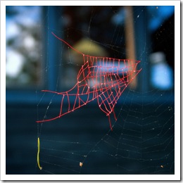 Mended-Spiderweb-8-Fish-P
