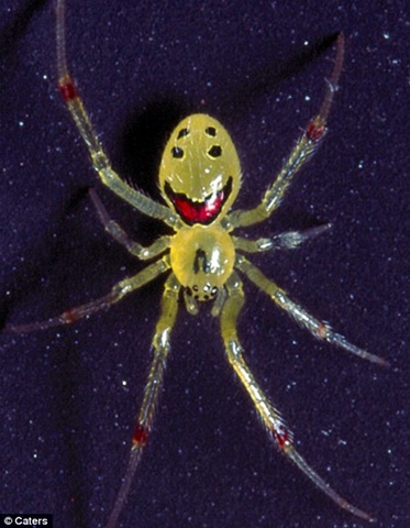 funny happy face pictures. Smiley face spider! How funny!